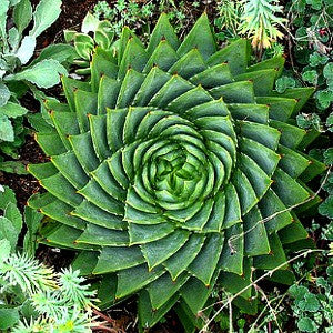 Cactus and Succulents