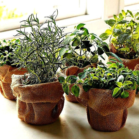 Garden Gift Collections