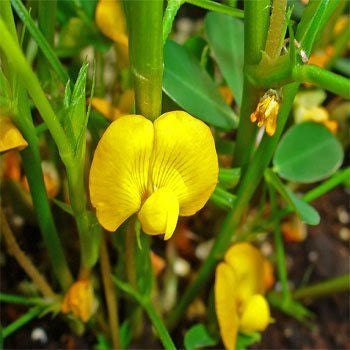 Peanuts - Arachis hypogea