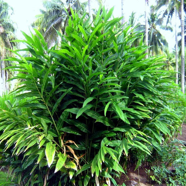 Alpinia galanga - Thai Ginger - Galangal