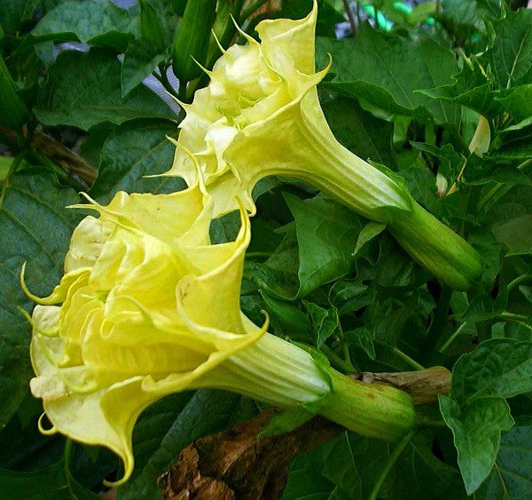 Datura metel  - Yellow Ballerina Datura