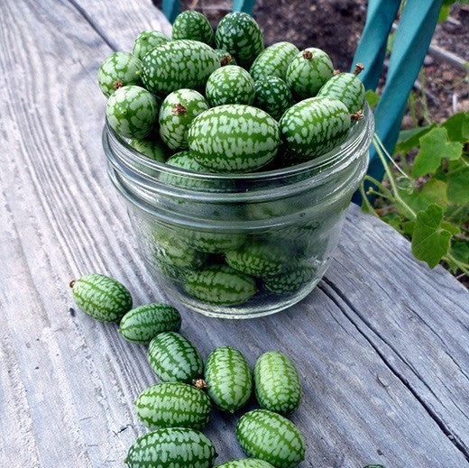 Mouse Melon - Mexican Sour Gherkin