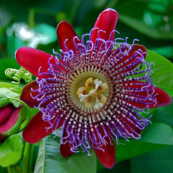 Passiflora quadrangularis - Giant Granadilla