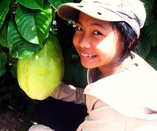 Passiflora quadrangularis - Giant Granadilla