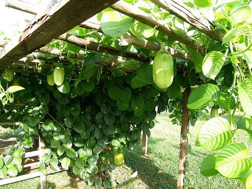 Passiflora quadrangularis - Giant Granadilla