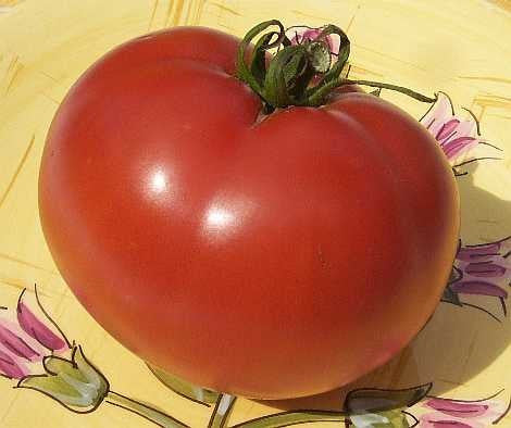 Sub-Arctic Plenty - Heirloom Tomato