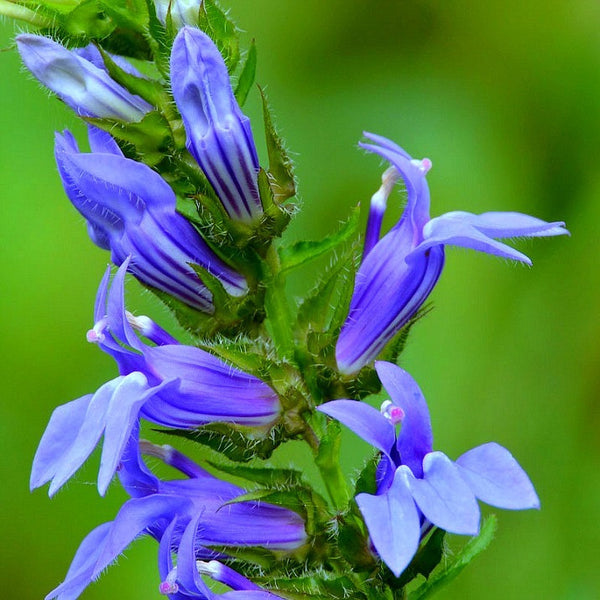 Lobelia siphilitica - Great Blue Lobelia