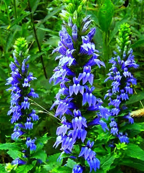 Lobelia siphilitica - Great Blue Lobelia