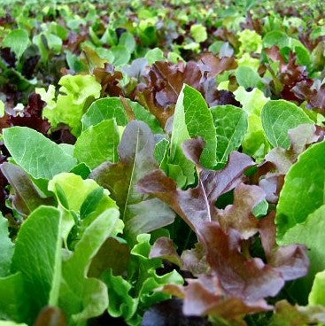 Spicy Mesclun Mix - 15 Baby Greens