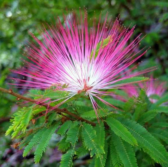 Calliandra eriophylla - Pink Fairy Duster