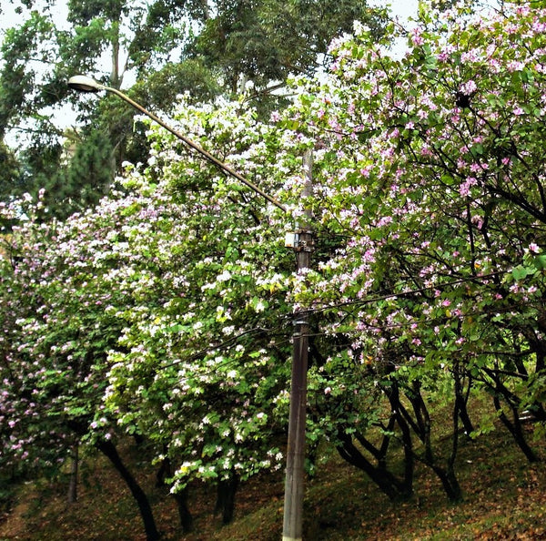 Bauhinia alba - White Orchid Tree