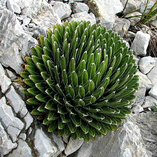 Agave victoriae-reginae - Queen Victoria Agave