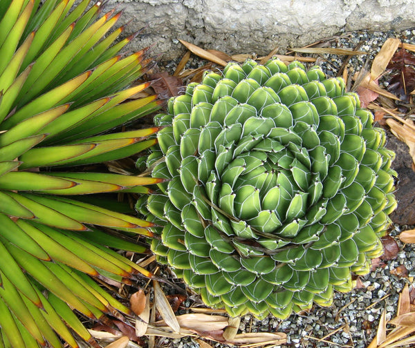 Agave victoriae-reginae - Queen Victoria Agave