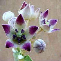 Calotropis procera - Purple Crown Flower