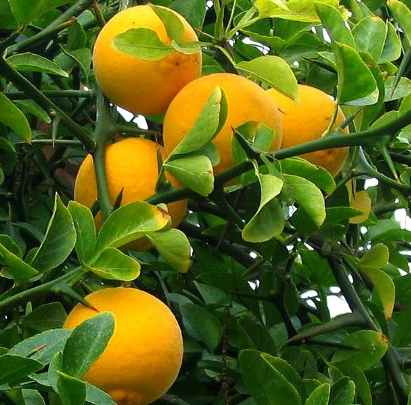 Poncirus citrus trifoliata - Flying Dragon