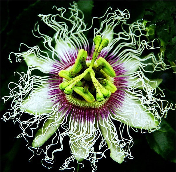 Passiflora edulis flavicarpa - Lilikoi