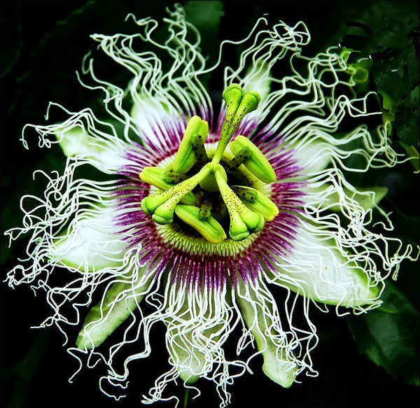 Passiflora edulis flavicarpa - Lilikoi