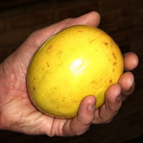 Passiflora edulis flavicarpa - Lilikoi