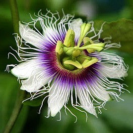 Passiflora edulis flavicarpa - Lilikoi
