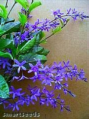 Petrea volubilis - Queen's Wreath