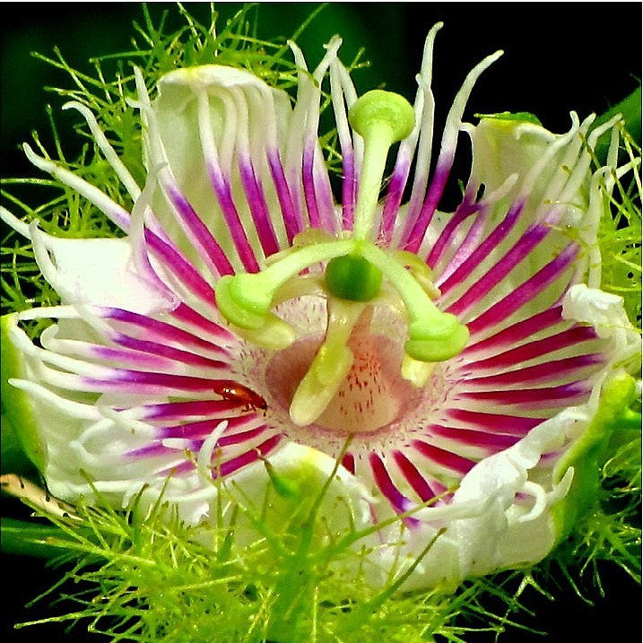 Passiflora foetida - Wild Water Lemon
