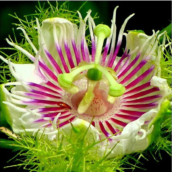 Passiflora foetida - Wild Water Lemon