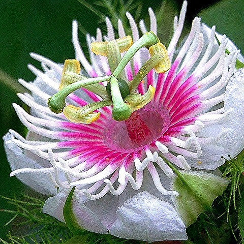 Passiflora foetida - Wild Water Lemon