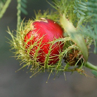 Passiflora foetida - Wild Water Lemon