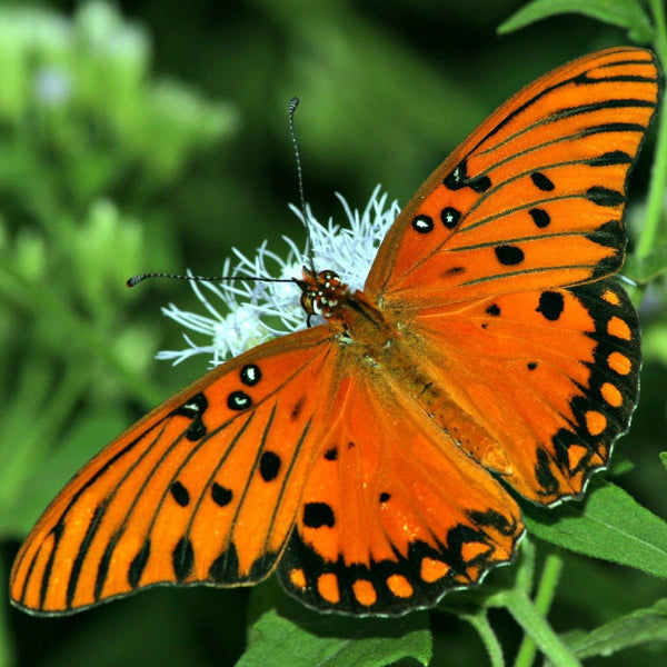 Passiflora foetida - Wild Water Lemon