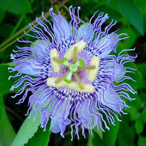 Passiflora incarnata - Maypop