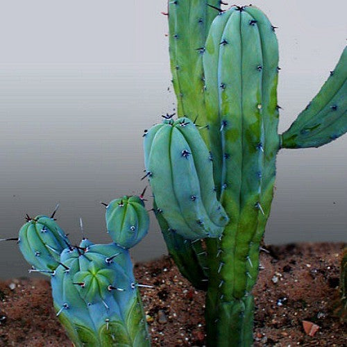 Myrtillocactus geometrizans - Bilberry Cactus