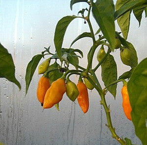 Hot Chili Pepper Collection - Exotic Varieties