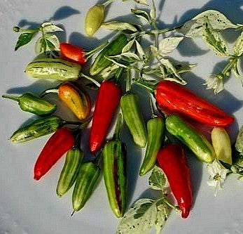 Hot Chili Pepper Collection - Exotic Varieties