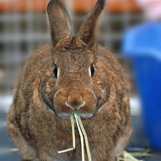 Timothy Hay for Rabbits and Cavies