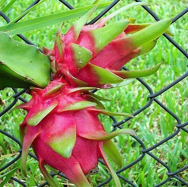 Dragon Fruit - Hylocereus triangularis