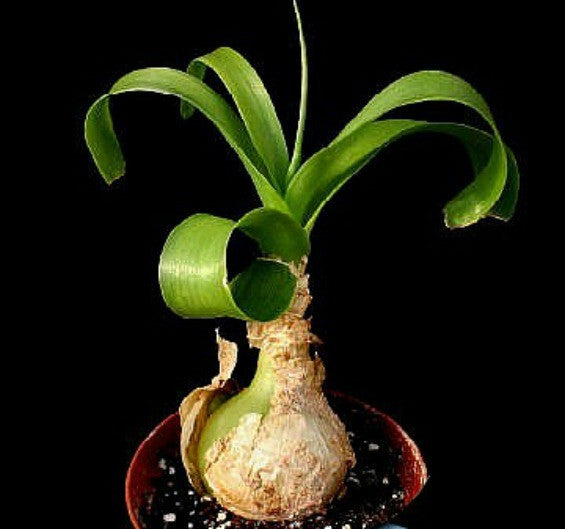 Ornithogalum caudatum - Pregnant Onion Bulbs