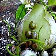 Ornithogalum caudatum - Pregnant Onion Bulbs