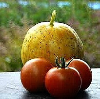 Lemon Cucumber - Heirloom