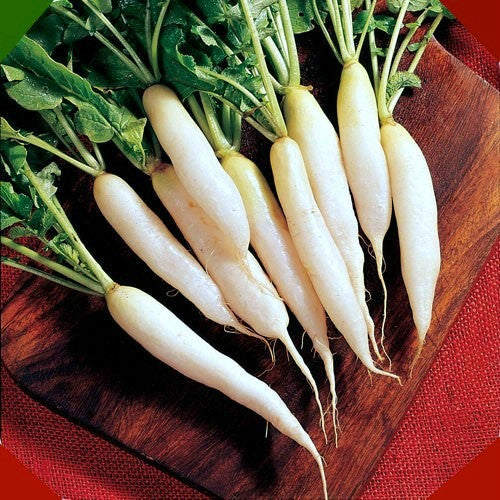 Rainbow Radish Mix  Five Fancy Colors
