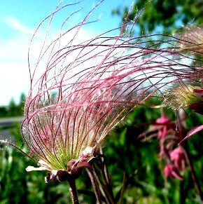 Geum trifolium - Prairie Smoke