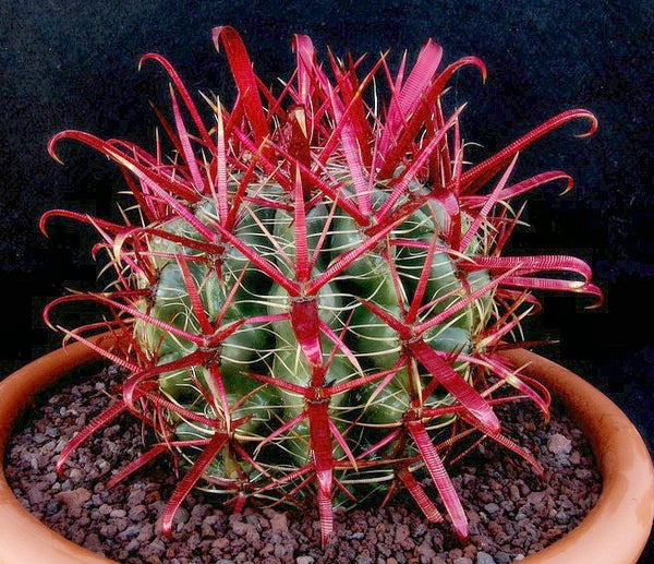 Ferocactus gracilis - Red Barrel Cactus