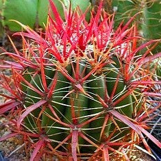 Cactus Gift Collection - Windowsill Garden Seeds