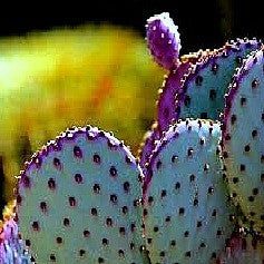 Opuntia violacea - Santa Rita Cactus