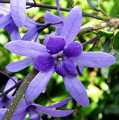 Petrea volubilis - Queen's Wreath