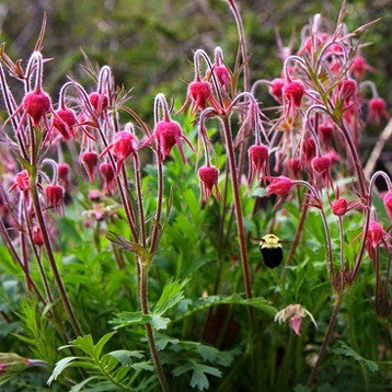 Geum trifolium - Prairie Smoke