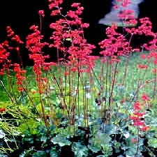 Heuchera sanguinea - Coral Bells