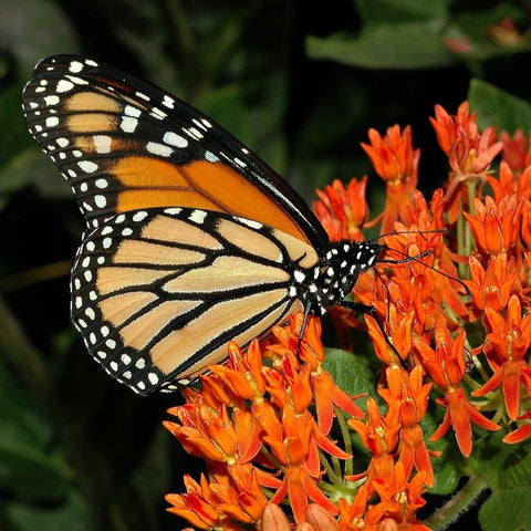 Asclepias tuberosa   Butterfly Milkweed