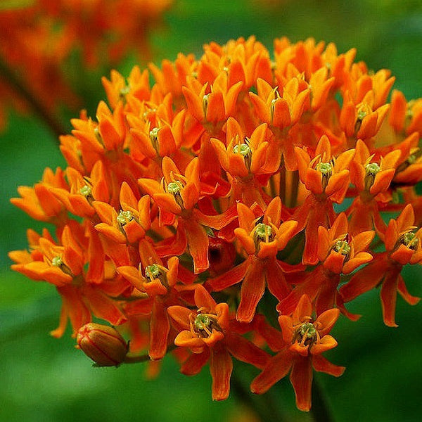 Asclepias tuberosa - Butterfly Milkweed
