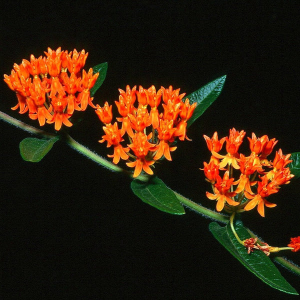 Asclepias tuberosa - Butterfly Milkweed