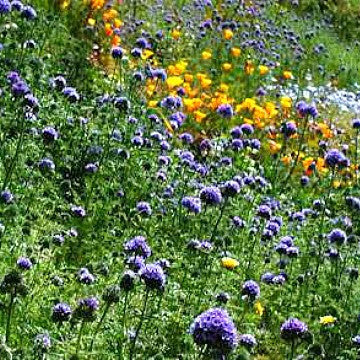 Gilia capitata -  Blue Thimble Flower